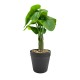 4K Spy Camera Plant Pot Device